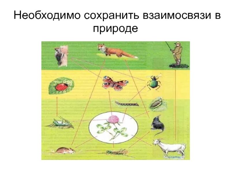 Взаимо связывающая. Взаимосвязи в природе. Взаимосвязи в природе для дошкольников. Взаимосвязь в природе задания. Схема взаимосвязи в природе.