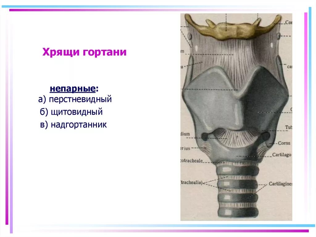 Укажите хрящи гортани. Перстневидный хрящ анатомия гортани. Перстневидный хрящ топография. Щитовидный и перстневидный хрящ. Парные хрящи гортани анатомия.