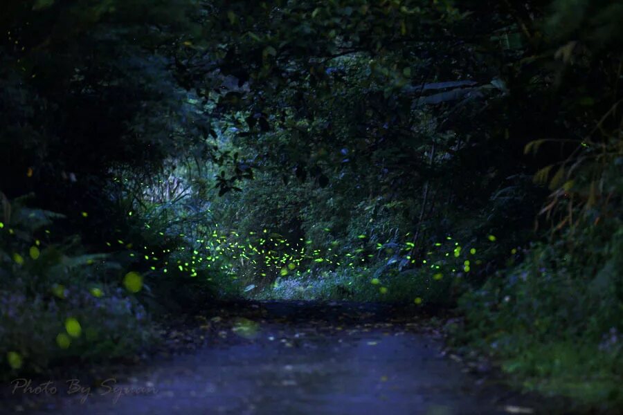 Таинственные пейзажи. Сад светлячков, малайзия. Парк светлячков в малайзии. Озеро со светлячками. Озеро светлячков.