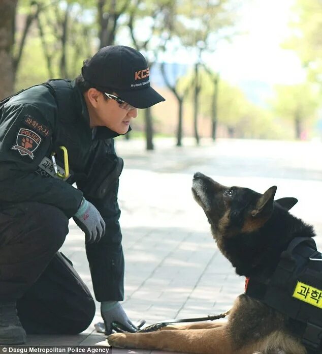 Французская полицейская собака. Police k9 доберман. Немецкая овчарка в полиции рф. Грин л. Полиция с маленькими собаками.
