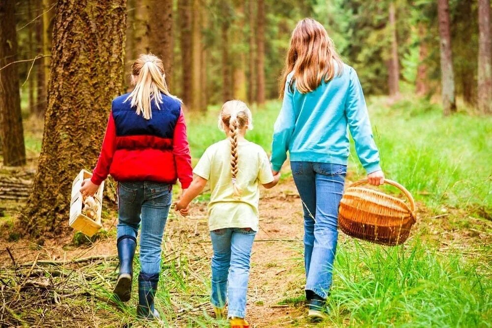 Сбор грибов в лесу. Грибники шли от. Сбор грибов. Сбор грибов. Грибники шли от.