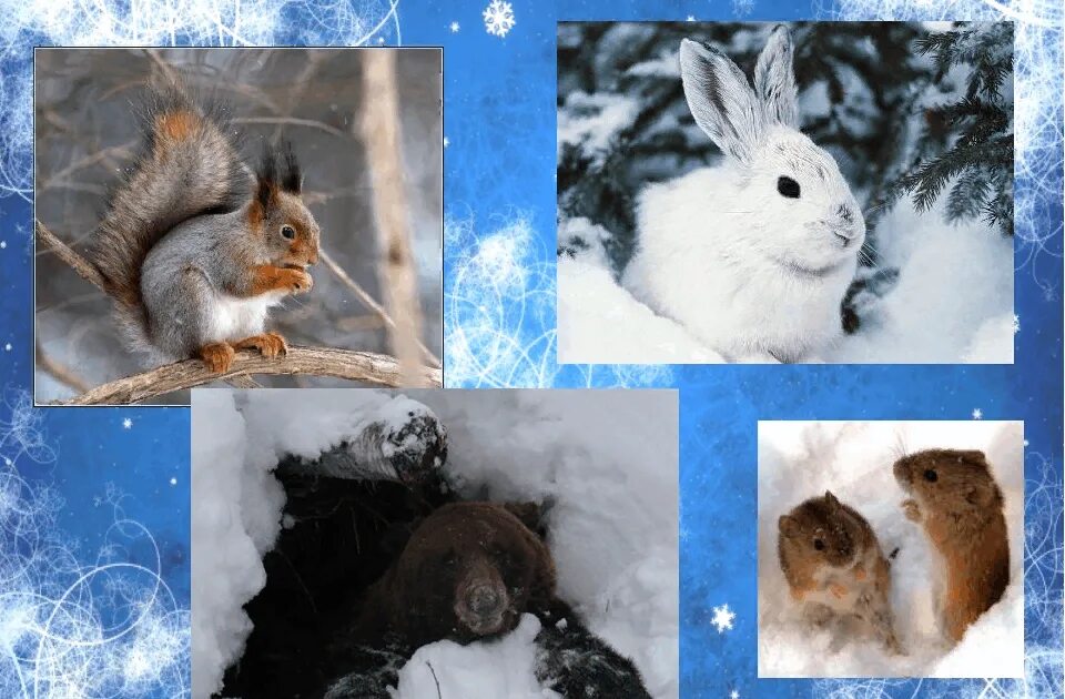 Изменения животных зимой 5 класс биология. Звери готовятся к зиме. Подготовка зверей к зиме. Зимующие звери. Животные в лесу готовятся к зиме.