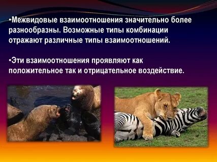 Внутривидовые взаимоотношения