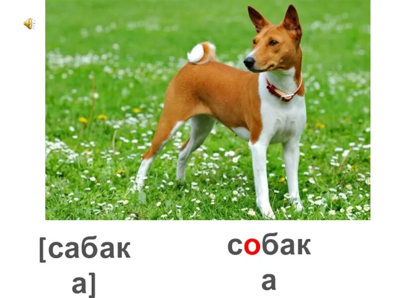 интересные факты про кошек и собак. интересные факты о кошках и собаках. интересные факты о мошках. самый интересный факт о кошках и собаках. интересные факты о кошках.