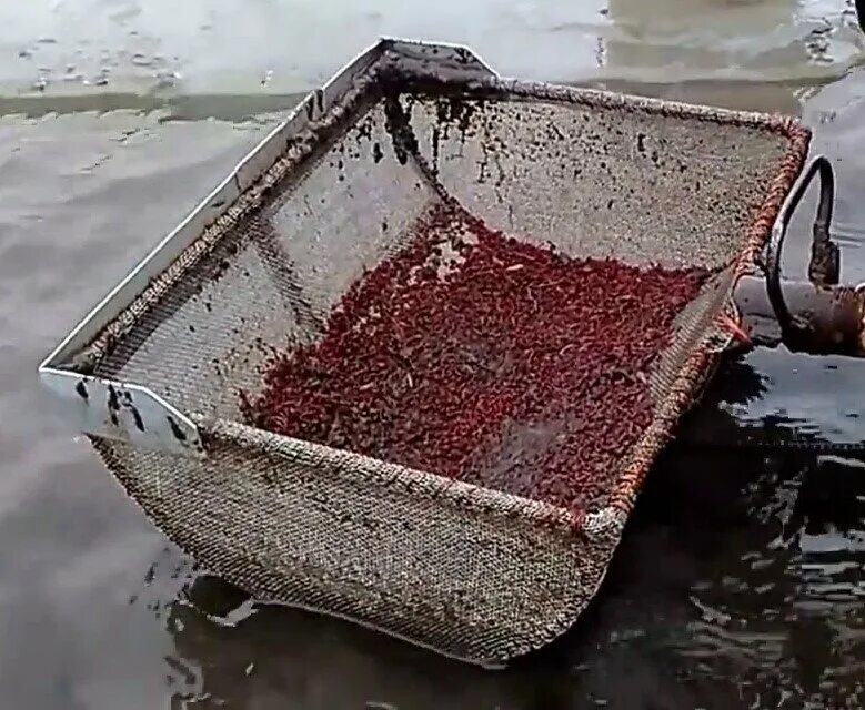 Инкубатор для мотыля. Подготовка мотыля для рыбалки. Приспособление для добычи мотыля. Как делается пучок из мотыля. Оборудование для мойки мотыля.