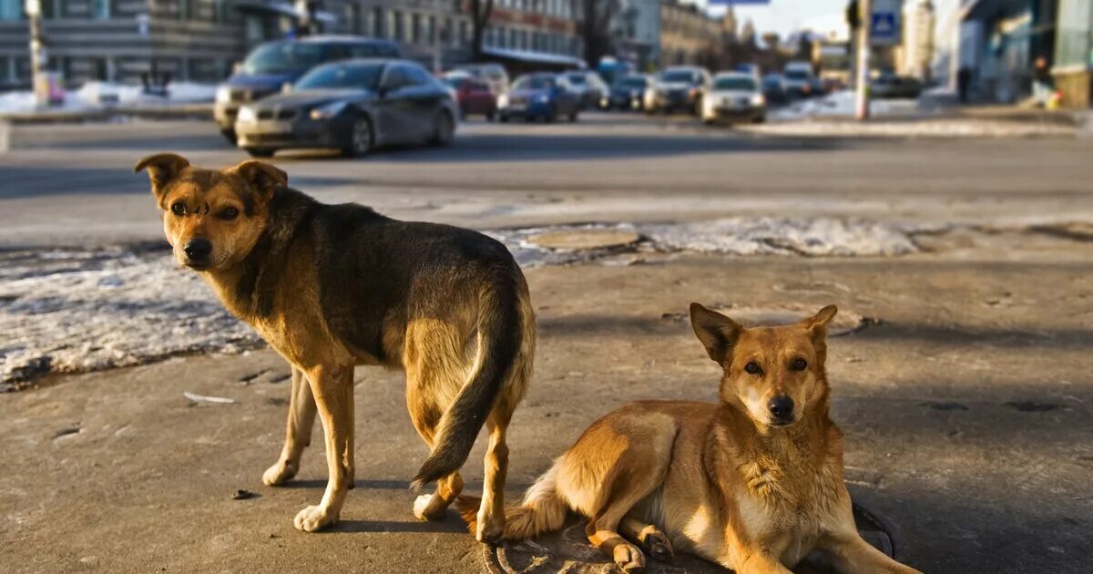 Бродячие животные. Бродячие собаки. Бродячие собаки в городе. Стая бродячих собак. Дикие собаки в городе.