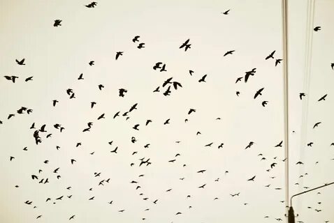 Во сне стая