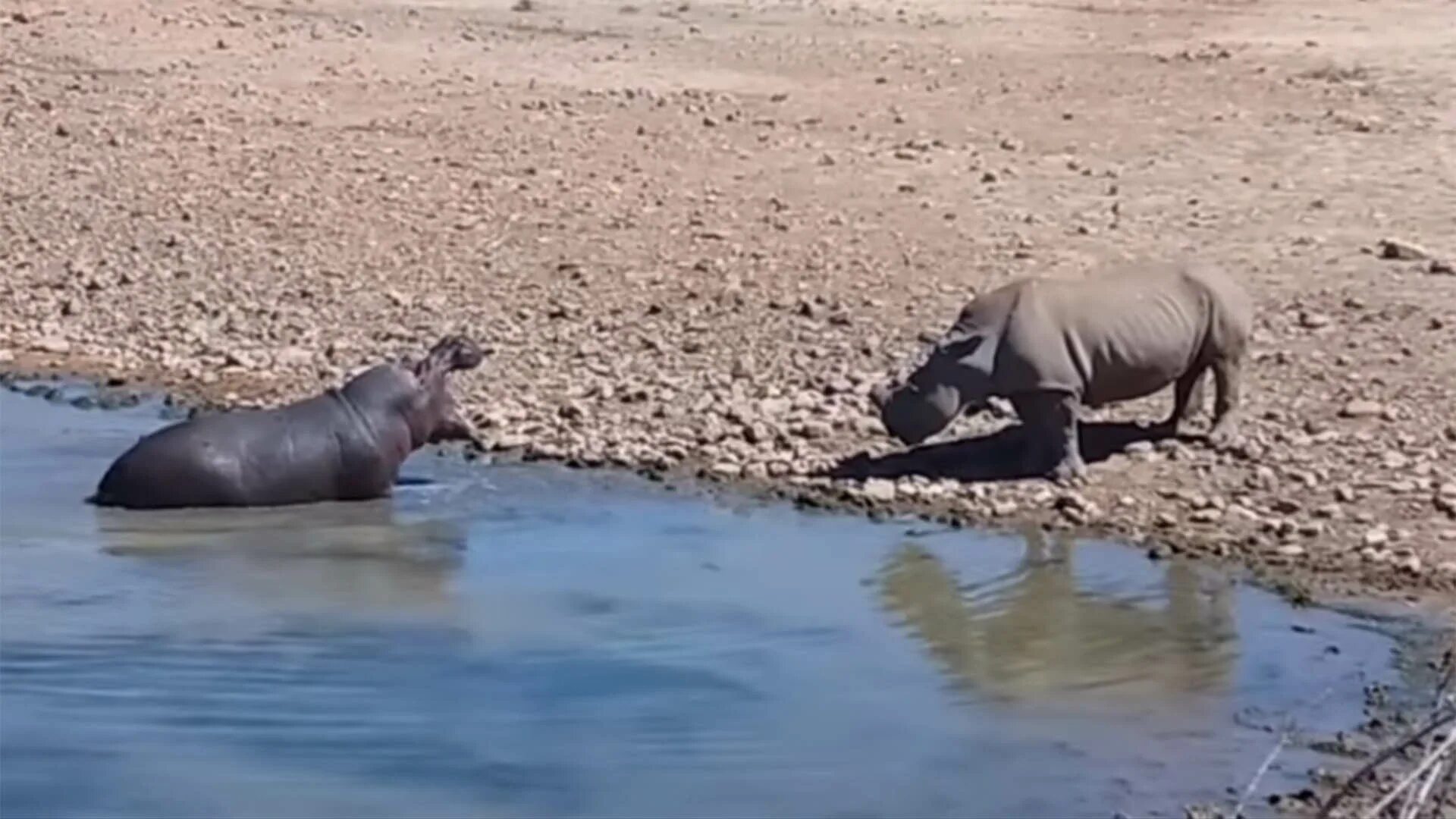 Носорог против бегемота. Носорог Бегемот и гиппопотам. Бегемот против крокодила носорога слона. Самые опасные животные Африки видео.