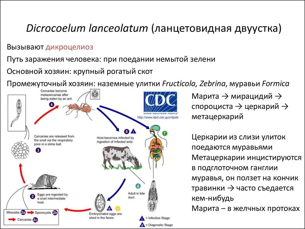 Для каких паразитов человек является промежуточным хозяином