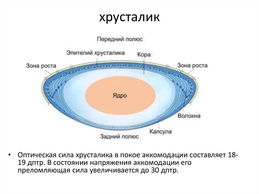 Задний полюс глаза. Схема строения хрусталика гистология. Строение строение хрусталика. Хрусталик строение и функции. Хрусталик строение анатомия.