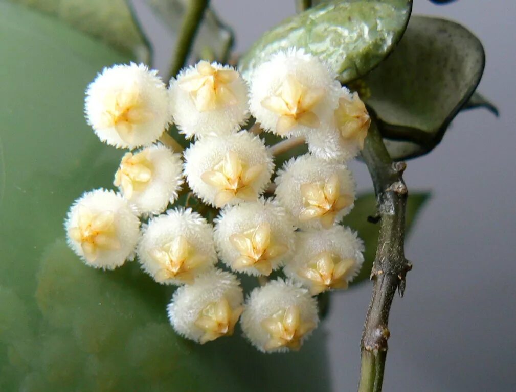 Лакуноза эскимо. Хойя лакуноза. Хойя lacunosa Eskimo. Хойя лакуноза эскимо. Хойя лакуноза Hoya lacunosa.