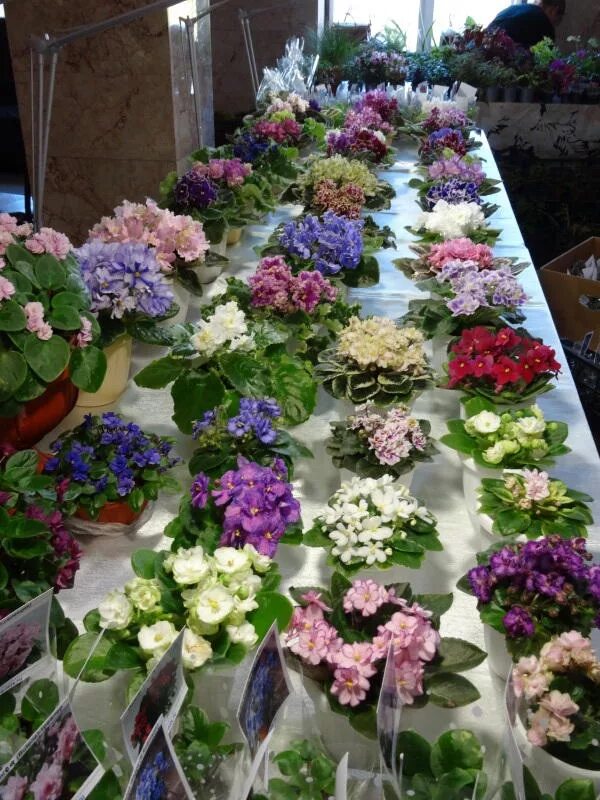 выставка цветов краснодар декабрь