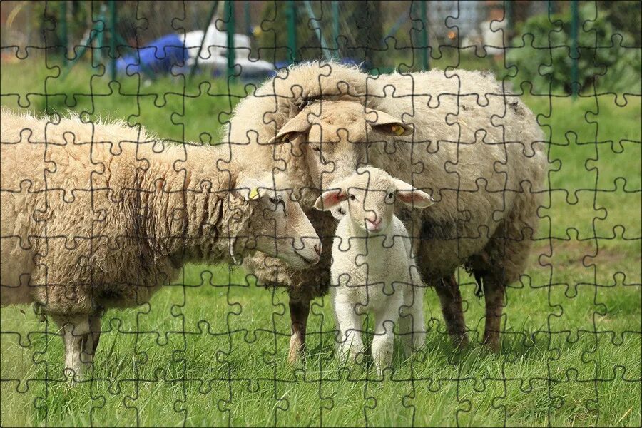 Сайт wool lamb