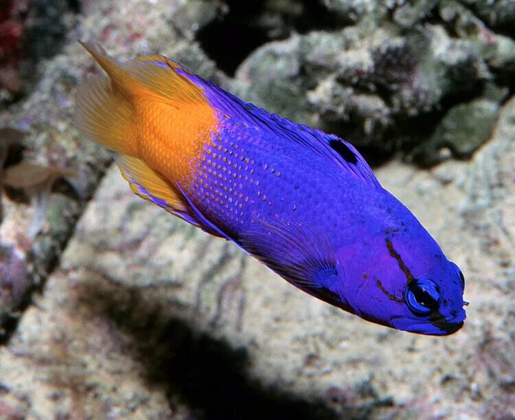 грамма королевская gramma loreto. рыбы грамм. ложнохромис королевский pseudochromis paccagnellae. 100 грамм рыбы. 100 грамм скумбрии.