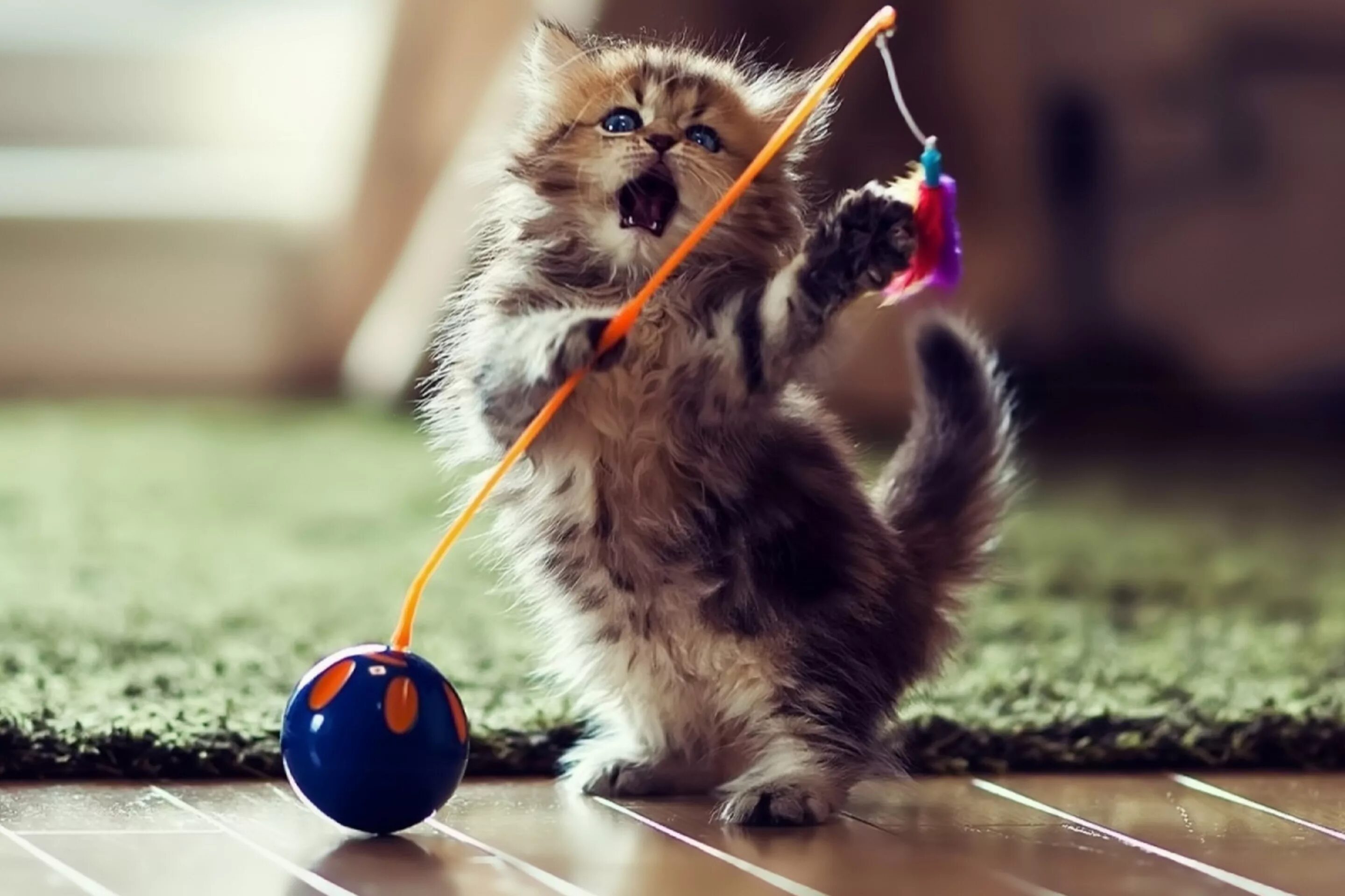 Про котенка играющего