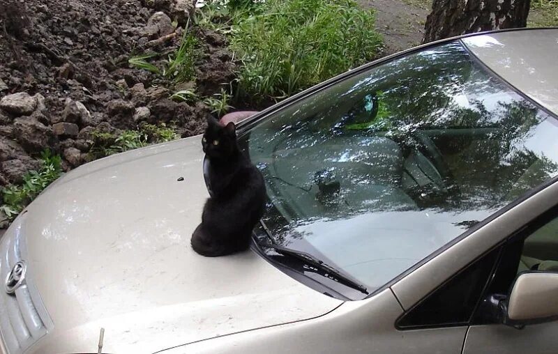 Кошка на капоте. Кошки на капоте автомобиля. Кошка лежит на капоте. Валерьянка на капоте машины.
