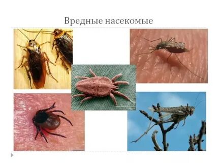 Вредное насекомое 7