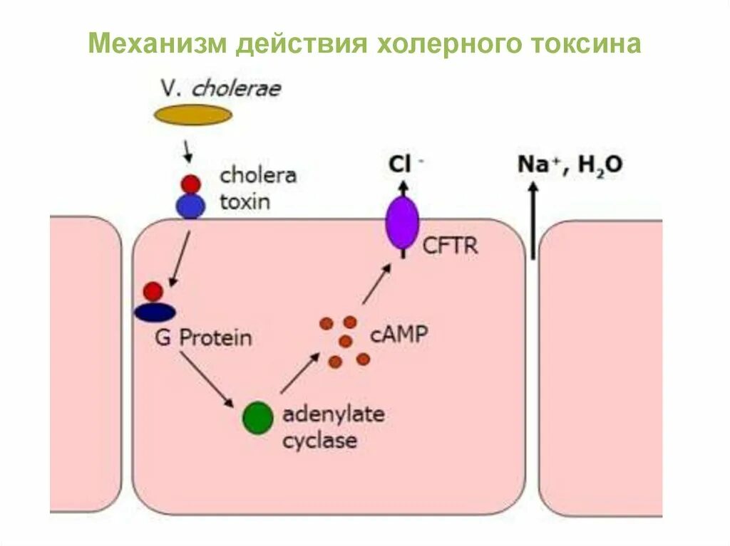 Патогенез холеры. Холерный энтеротоксин. Холерный токсин механизм. Коклюшный токсин механизм действия. Механизм действия холерного вибриона.