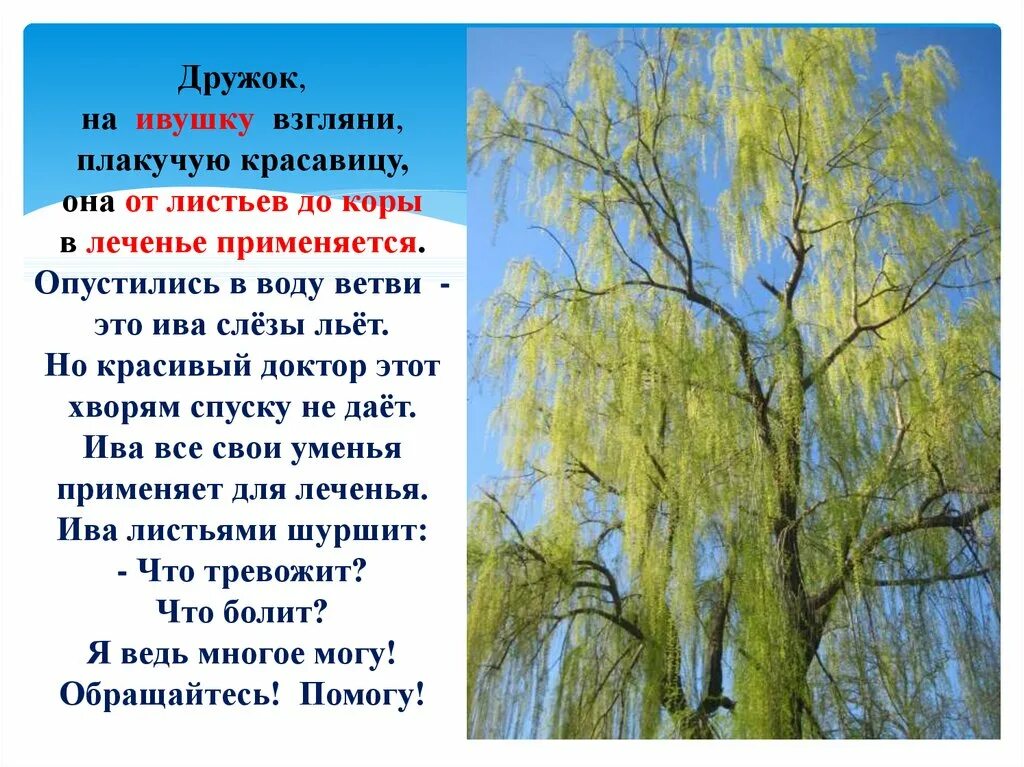 Ива описание. Ива дерево описание. Плакучая Ива дерево описание. Ива описание для детей. Ивушка зеленая текст