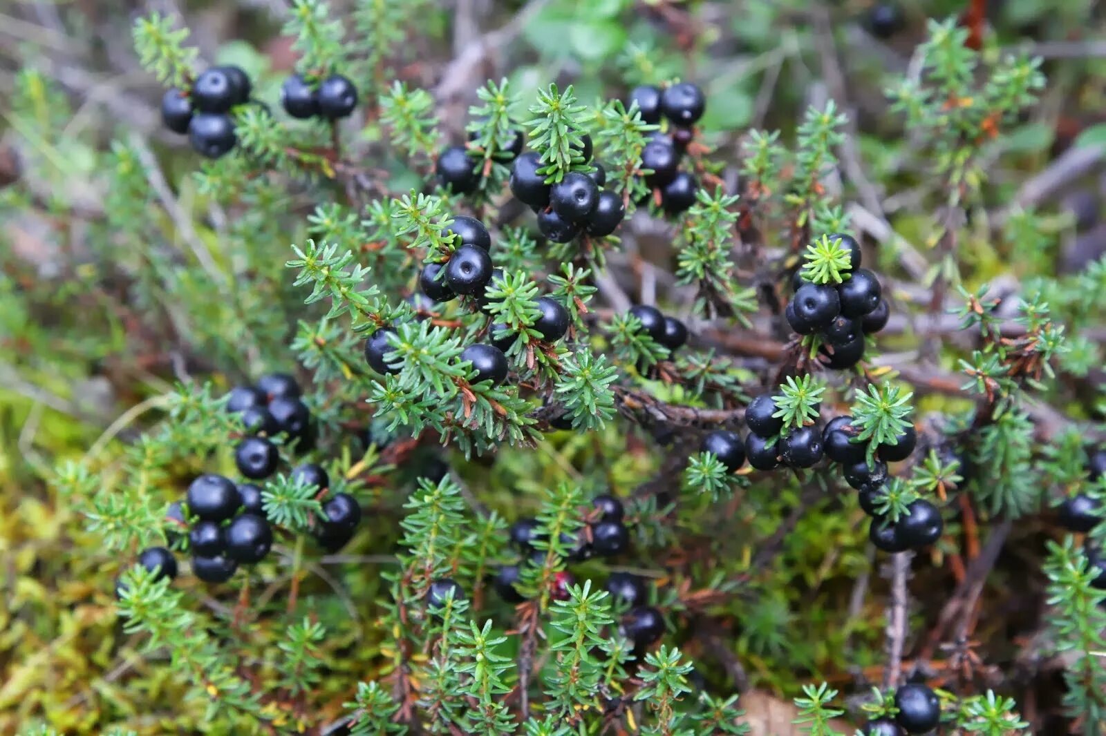 вороника (водяника). вороника шикша. шикша черная водяника сибирская. водяника шикша. водяника шикша.