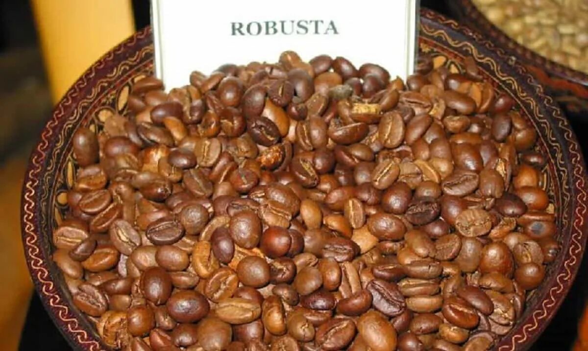 40 робуста. Кофе арабика и робуста. кофе зерновой арабика и робуста. робуста (coffea canephora). кофе робуста джамбо.