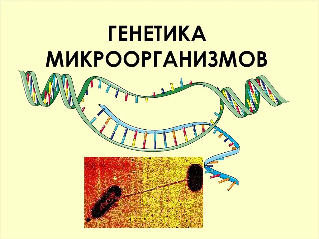 Генные бактерии