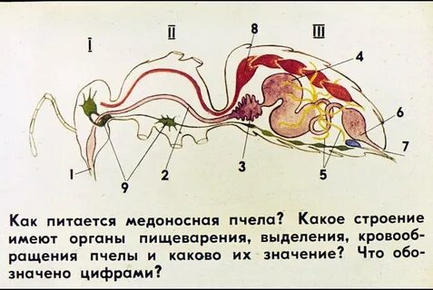 Кровеносная система насекомых рисунок