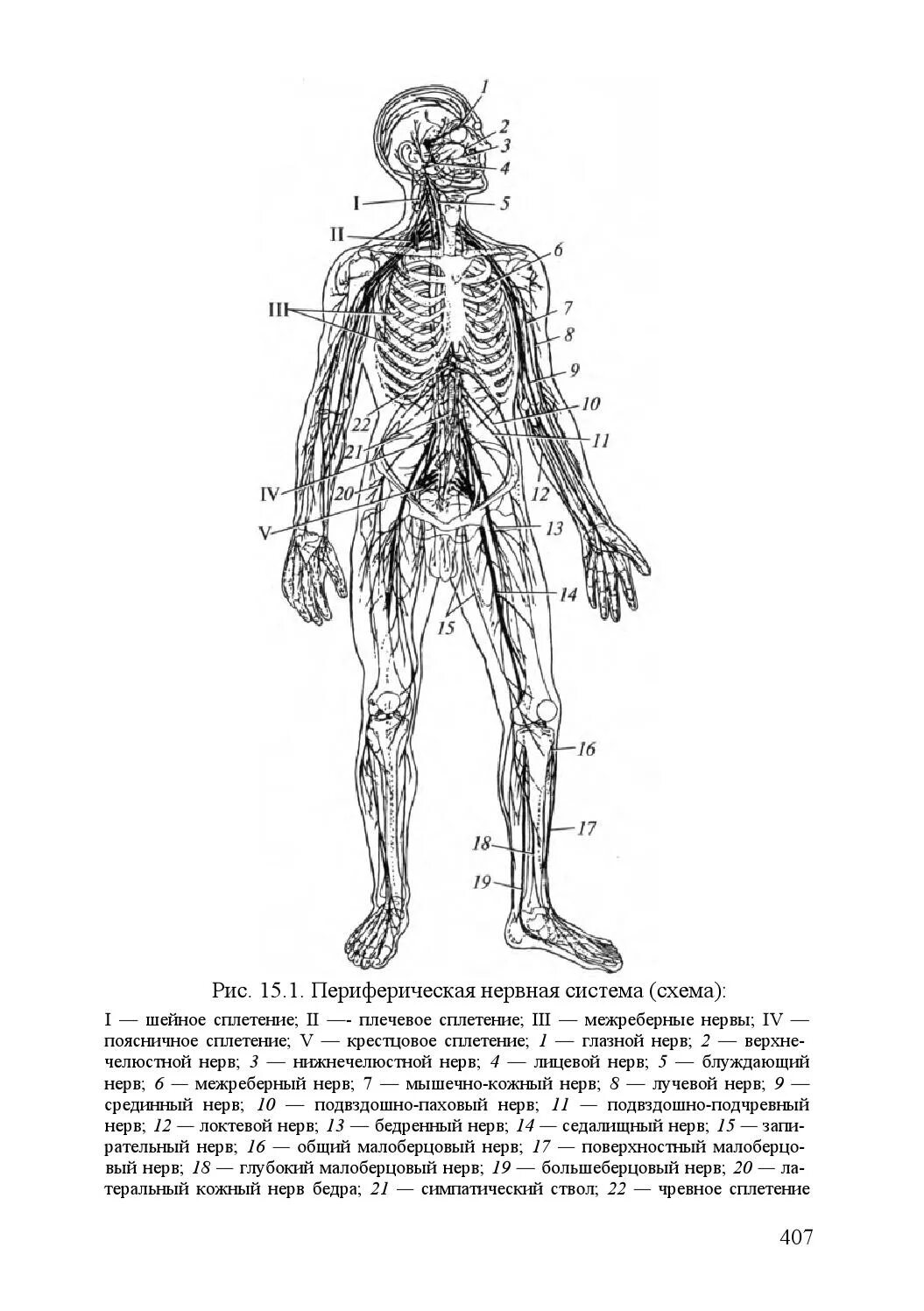 Периферическая нервная система человека схема. Пнс периферическая нервная система. Схема классификация строения периферической нервной системы. Схема классификация строения периферической нервной системы. Отделы нервной системы человека.