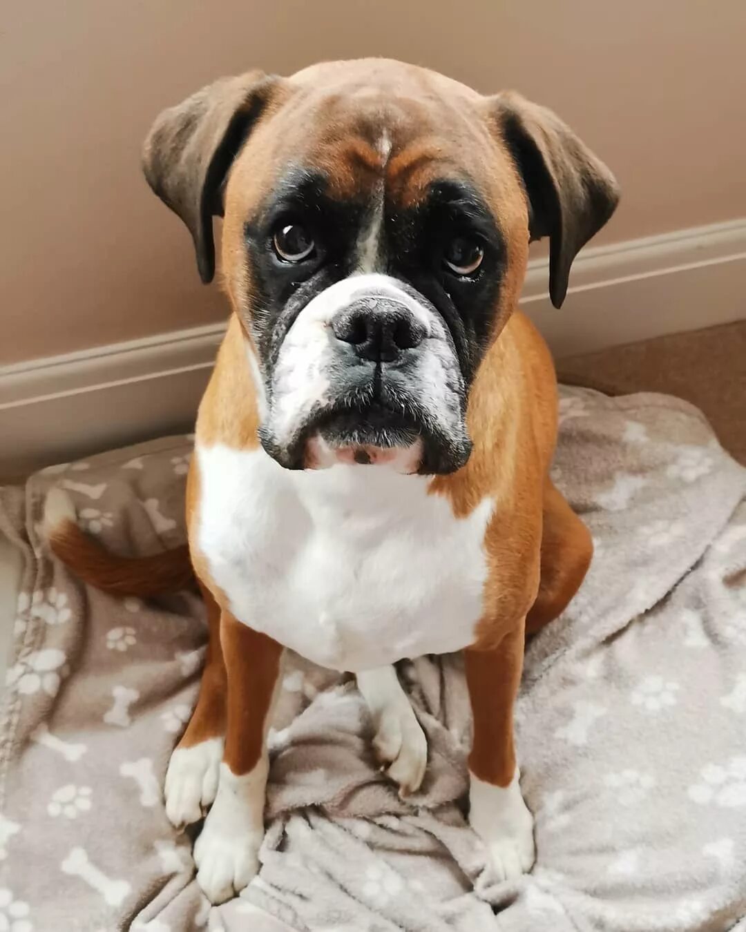 порода боксер. боксёр собака. немецкий боксёр тигровый. собака боксер дома. порода боксер.