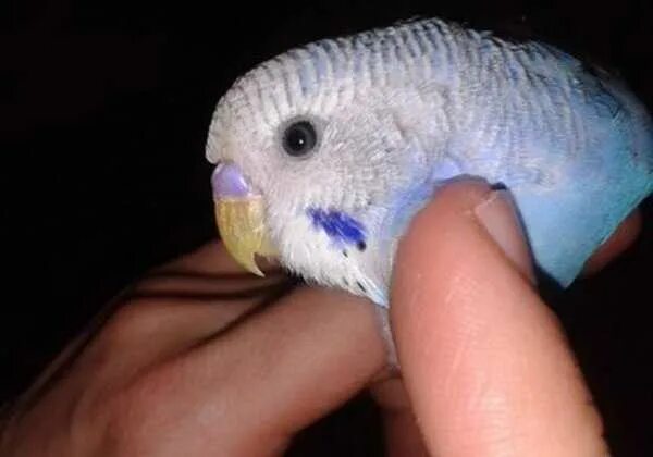 Почему попугай прячет клюв. Строение клюва у волнистого попугая. У попугая судороги что делать. Волнистый попугай прячется. Что если у волнистого попугая слоится клюв.