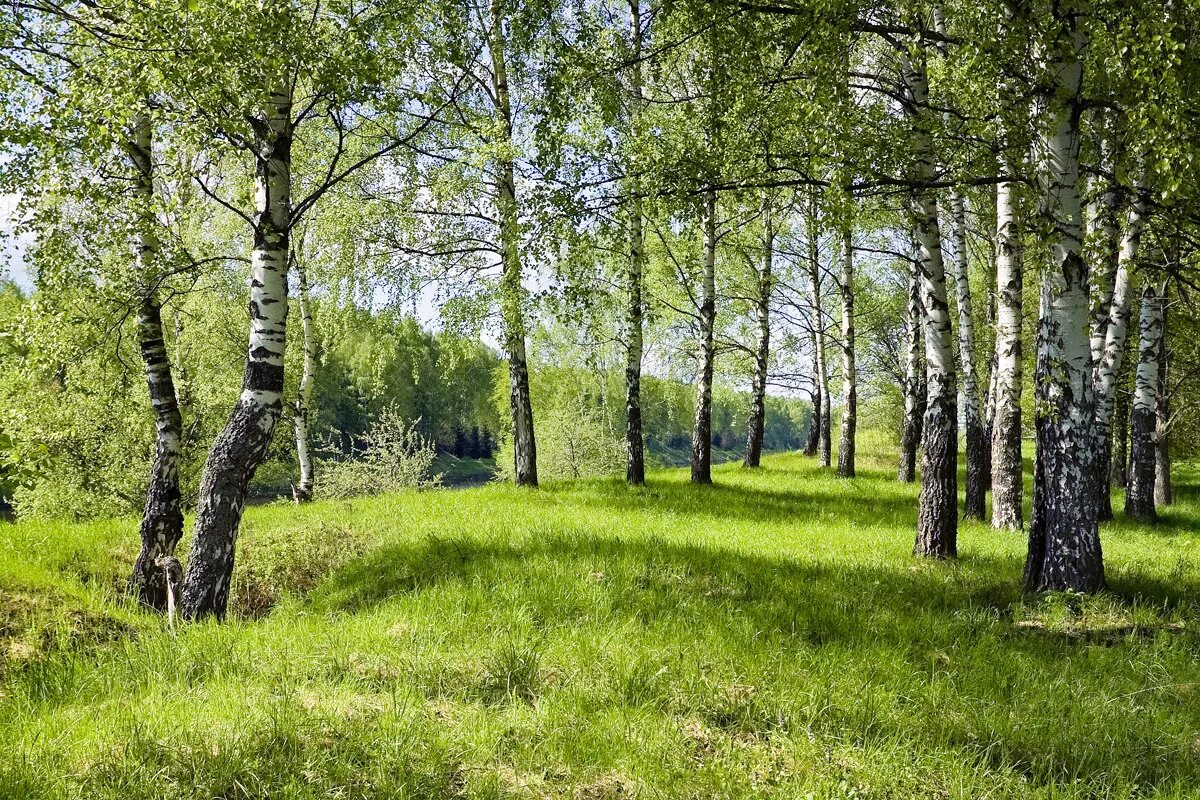 Переславль-залесский лес. Россия раздолье березы. Березовая роща тула. Россия просторы березки реки. Русская природа.