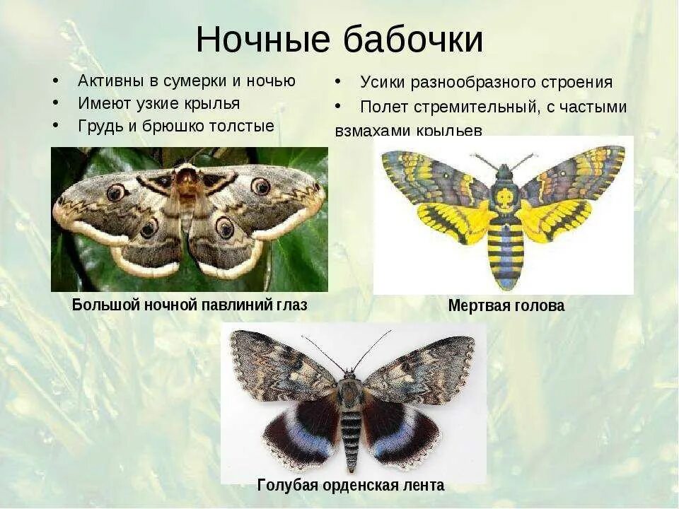 Дневные и ночные бабочки. Отряд бабочки представители. Ночные бабочки названия. Виды бабочек дневные и ночные.