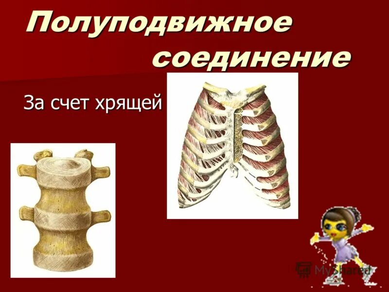 Полуподвижный тип соединения костей примеры Методические рекомендации для практических работ по ОП.01 Анатомия и физиология