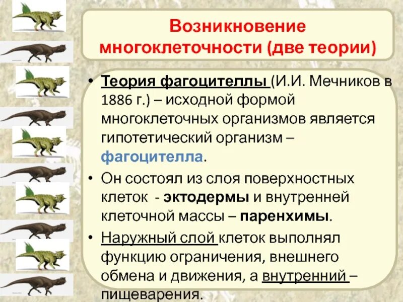 Появление многоклеточности привело. Теории происхождения многоклеточности. Теория появления многоклеточных организмов. Появление многоклеточных животных. Гипотезы многоклеточности.