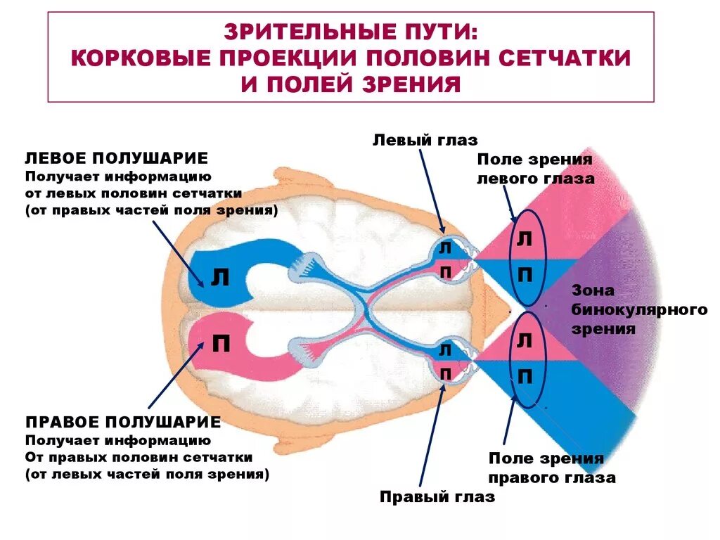 Медиальное поле зрения проецируется на который отдел сетчатки. Корковые проекции половин сетчатки и полей зрения. Схема процесса зрения. Зрительный анализатор зрительный путь.