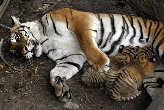Тигренок лежит на спине. Животные котям детенышкей. Тигренок пьет молоко тигрицы. Амурский тигр Детеныши.