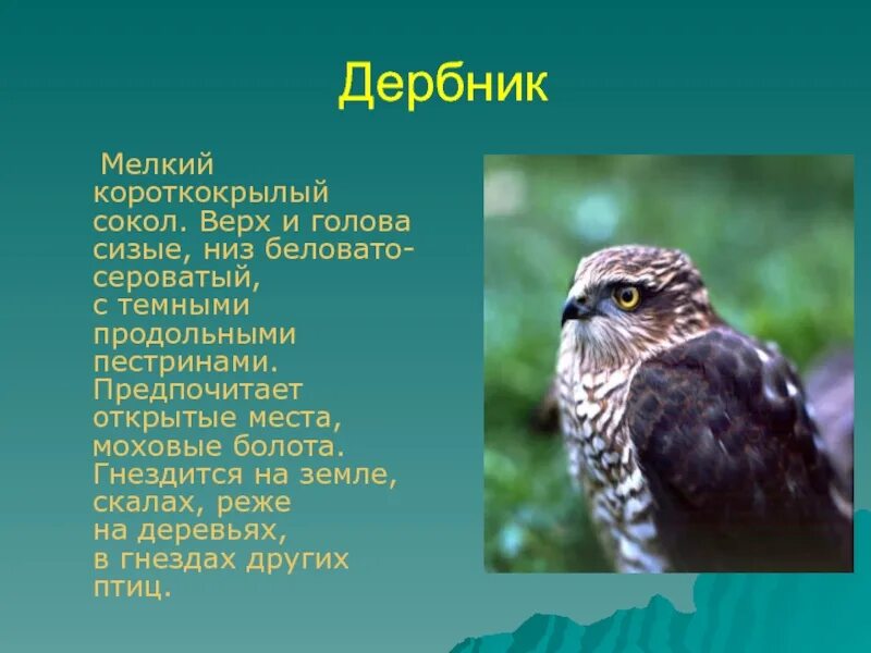 Рассказ о соколе