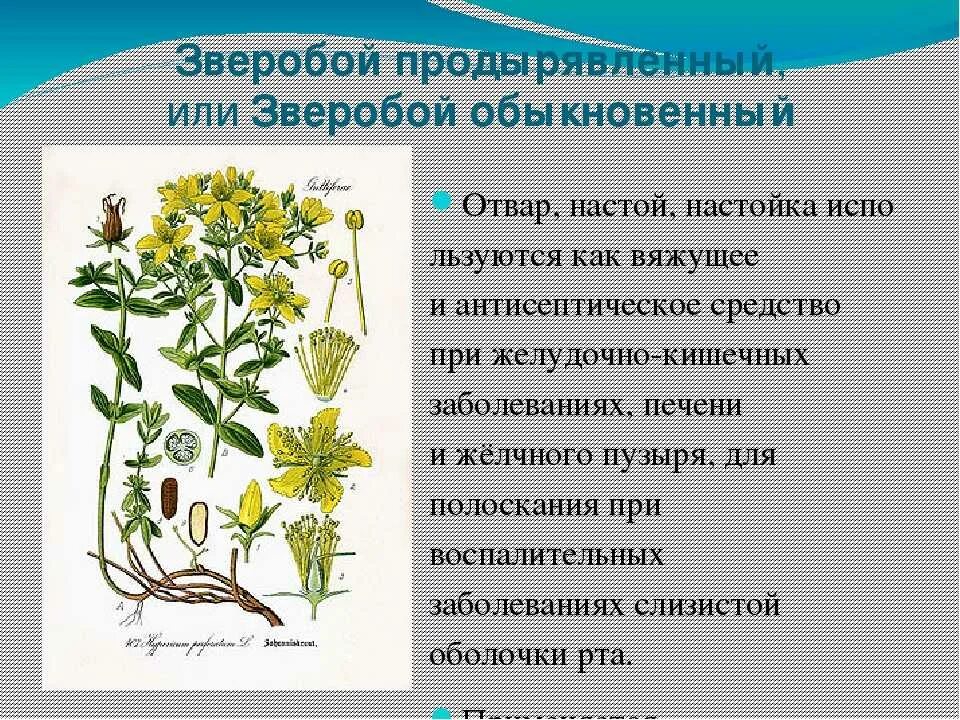Дикорастущие и культурные растения: виды декоративной и лекарственной флоры с на