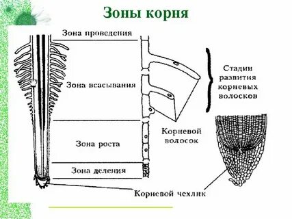 Зоны корневой системы