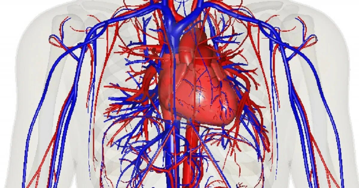 Сосудистая система человека. Кровеносная система человека. Кровеносные сосуды человека. Кровеносная система сердце вены артерии капилляры