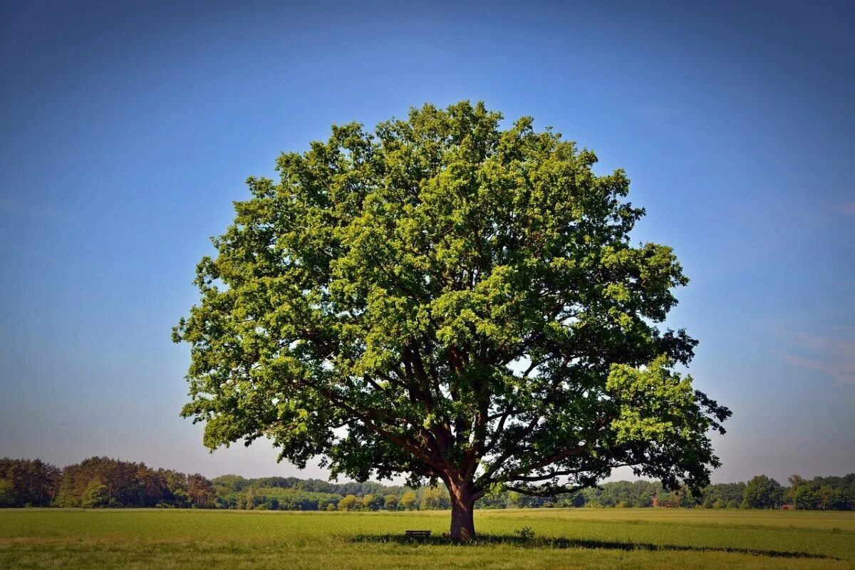 Дерево картинка. Дуб черешчатый дерево. Oak Moka дерево. Додонский дуб. Дуб Македонский дерево.