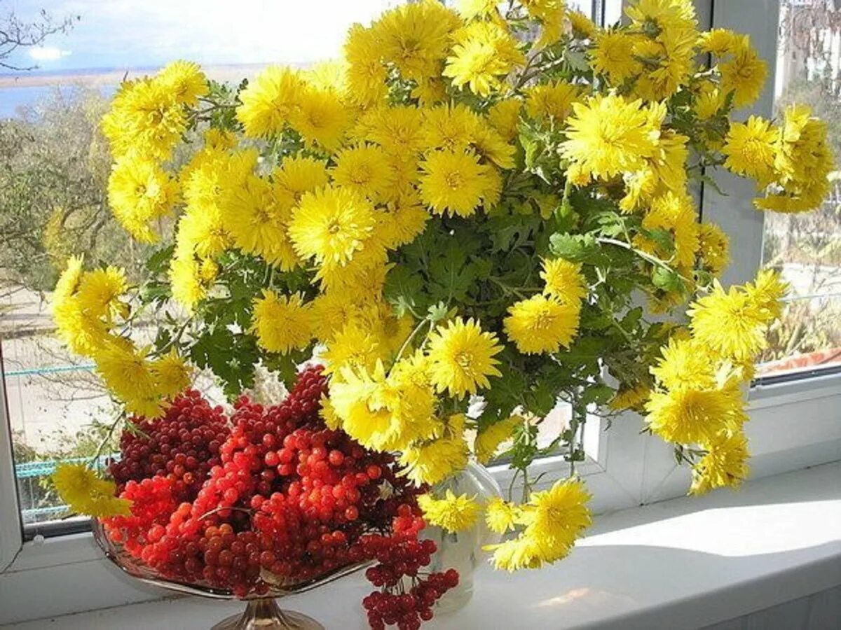 Желтое доброе утро картинки. Хризантема золотой шар. Хризантема утро России. Осенние цветы. Солнечный букет.