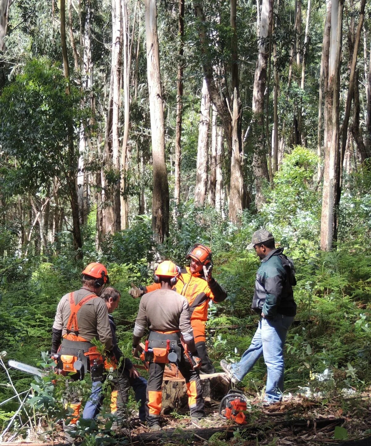 Вальщик леса. Заготовка леса. Рабочий в лес работа. Лесоруб профессия. Хускварна пила лесная.
