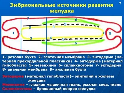 Печень и желудок развиваются из