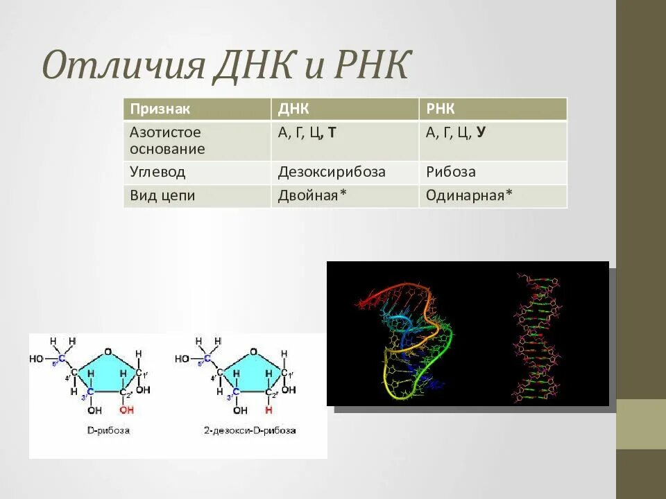 Рибоза и дезоксирибоза в ДНК И РНК. ДНК И РНК отличия. Углевод ДНК И РНК. Признаки ДНК.