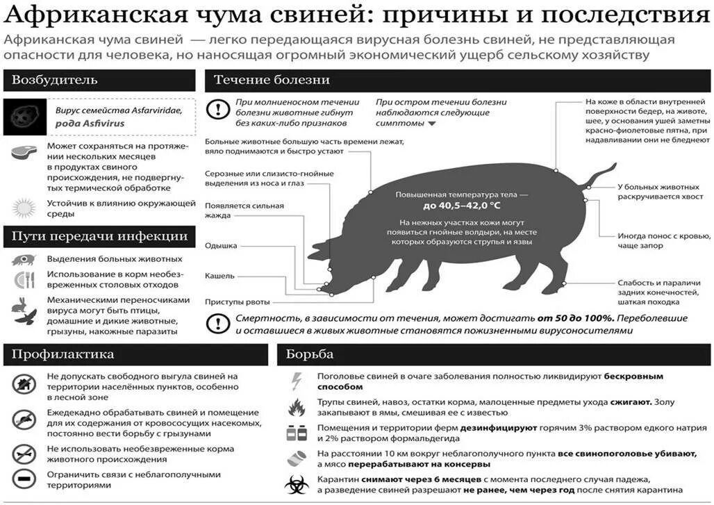 Пути передачи классической чумы свиней. Памятка по АЧС животных. Памятка по АЧС животных для населения. Классическая чума свиней буклет. Приказ свиньи