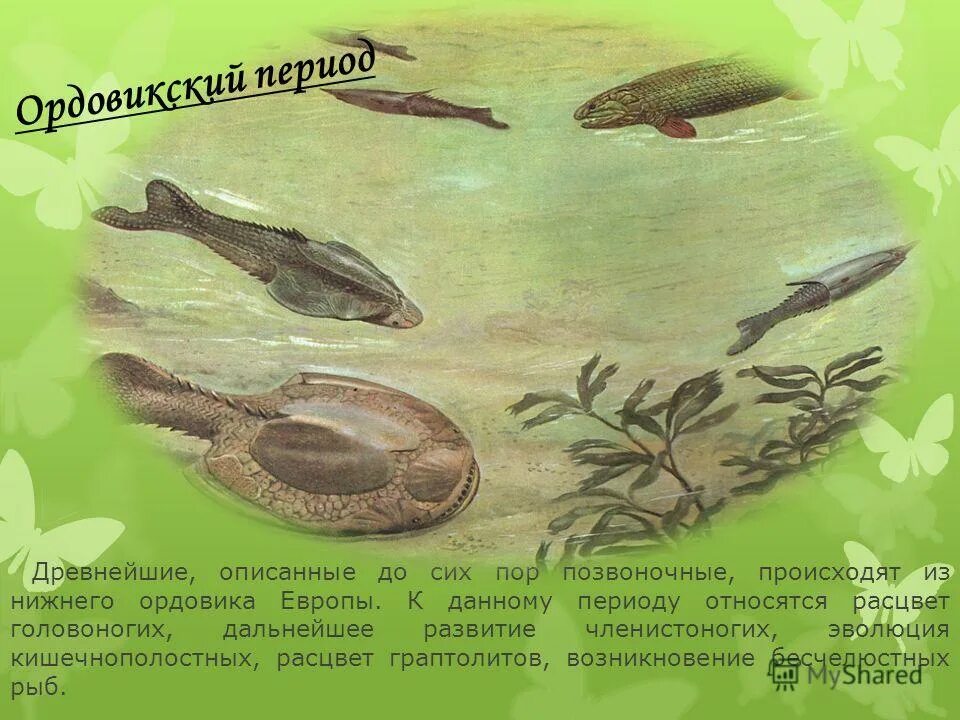 охарактеризуйте эволюцию животных в палеозойскую