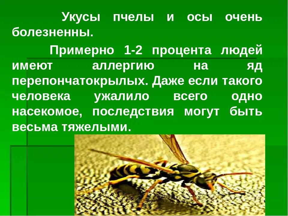 Как защититься от осы