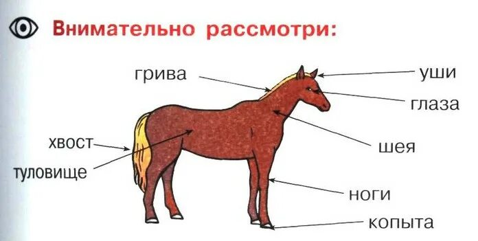 Рассмотрите строение животных. Части тела лошади. строение тела животных. части тела лошади названия. строение тела животного для детей.