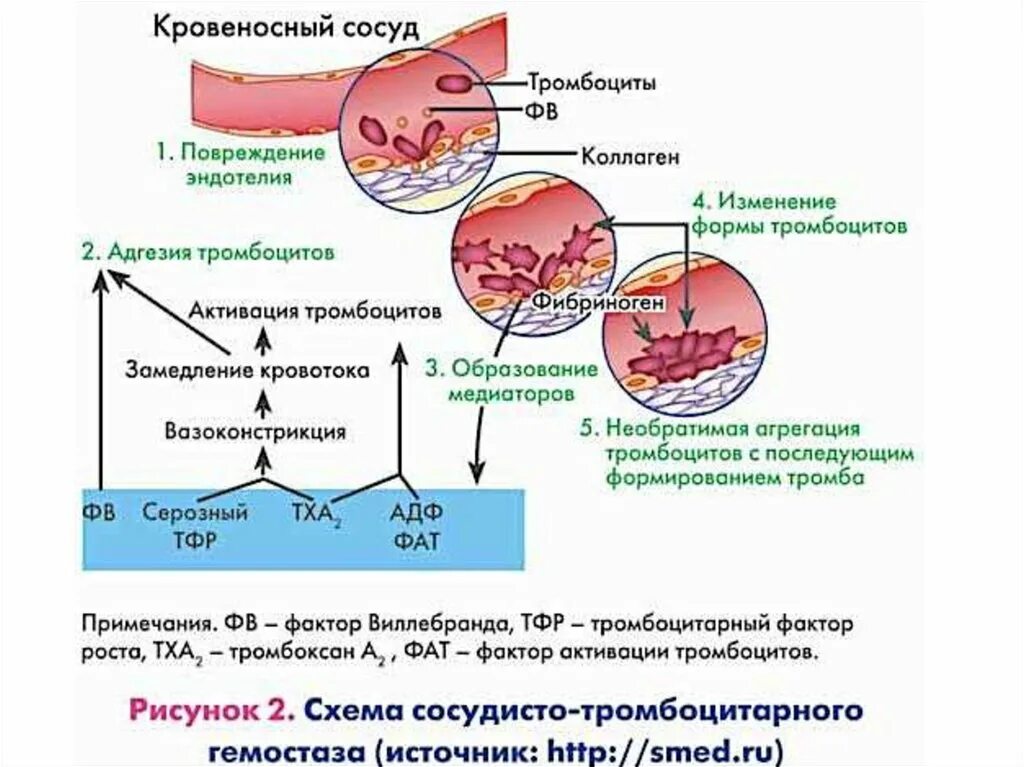 При повреждении сосудов тромбоциты. Активация тромбоцитарного гемостаза. Сосудисто тромбоцитарный гемостаз адгезия активация агрегация. Схема агрегации тромбоцитов и коагуляционного гемостаза. Активация тромбоцитов (клеточный механизм).